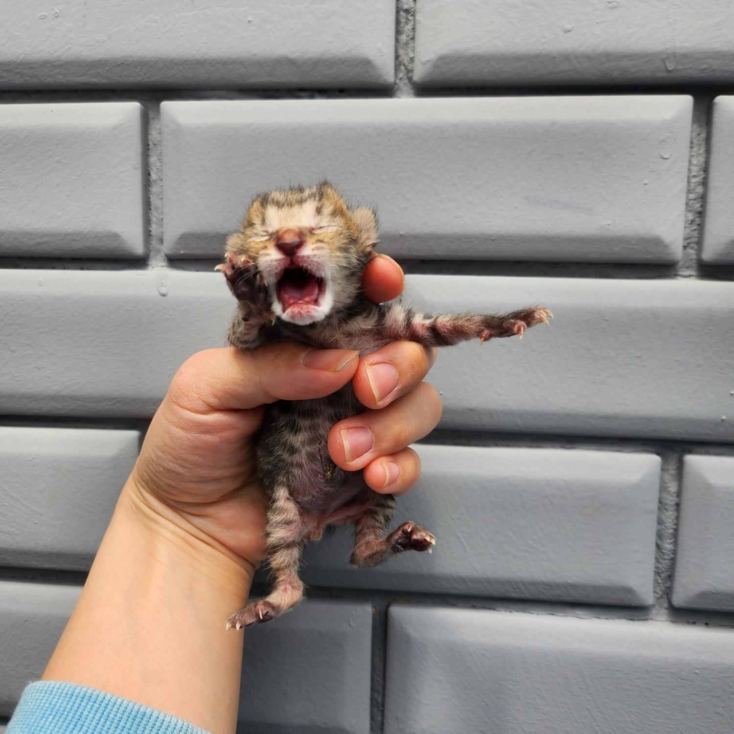 부산동물보호센터_426325202300083